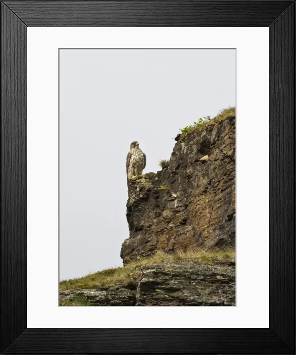 Framed Print : Gyrfalcon - perched on a cliff face along the open Tundra, July, Varanger Fjord, Norway Framed Print : Gyrfalcon - perched on a cliff face along the open Tundra, July, Varanger Fjord, Norway
