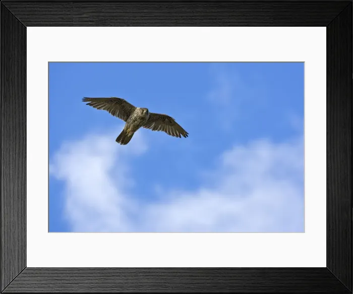 Framed Print : Gyrfalcon Gyrafalcon In flight, July, Varanger Fjord, Norway Framed Print : Gyrfalcon Gyrafalcon In flight, July, Varanger Fjord, Norway