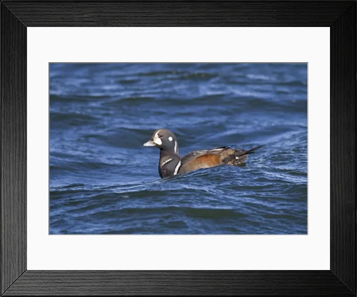Framed Print : Harlequin Duck - sub-adult male in winter. Barnegat Light in New Jersey - USA Framed Print : Harlequin Duck - sub-adult male in winter. Barnegat Light in New Jersey - USA
