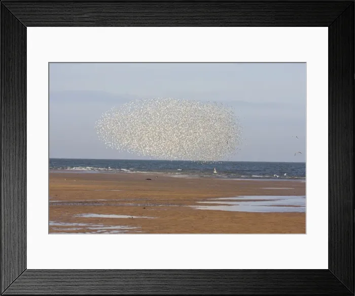 Framed Print : Knot - Tight flock along tide edge avoiding a predator - October - North Norfolk - UK Framed Print : Knot - Tight flock along tide edge avoiding a predator - October - North Norfolk - UK
