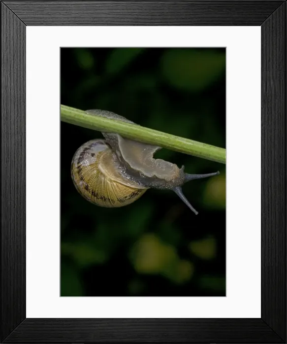 Framed Print : Garden Snail - England - UK - Native to Mediterranean region of western Europe-northern Africa and Great Britain Framed Print : Garden Snail - England - UK - Native to Mediterranean region of western Europe-northern Africa and Great Britain
