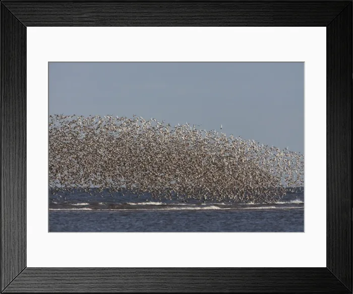 Framed Print : Knot - Mass flock along the tide edge showing some breeding plumage - August - North Norfolk - U. K Framed Print : Knot - Mass flock along the tide edge showing some breeding plumage - August - North Norfolk - U. K