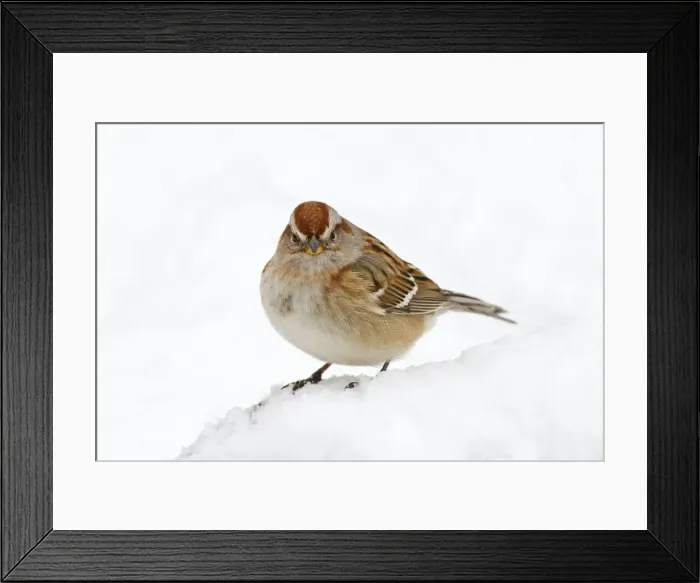 Framed Print : American Tree Sparrow - in snow - December in CT, USA Framed Print : American Tree Sparrow - in snow - December in CT, USA