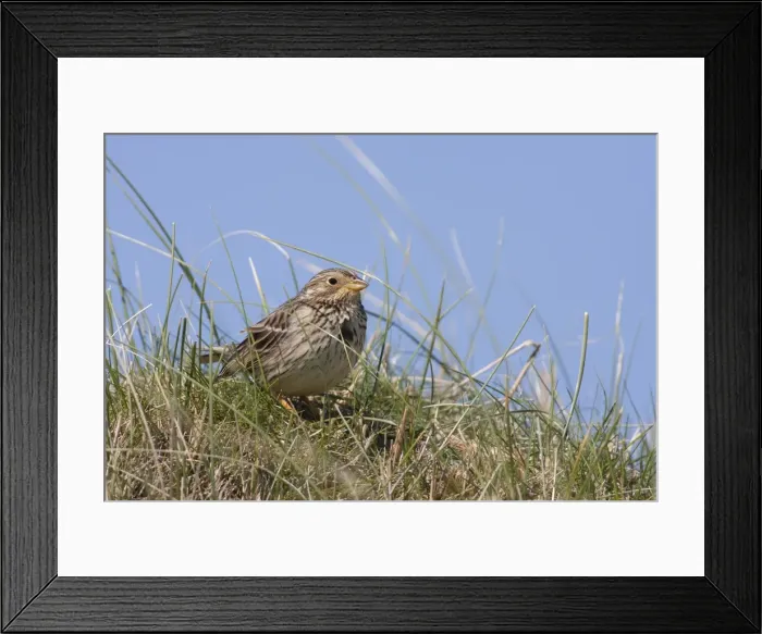 Framed Print : Corn Bunting - single adult sitting on a grassy mound. Scotland, UK Framed Print : Corn Bunting - single adult sitting on a grassy mound. Scotland, UK