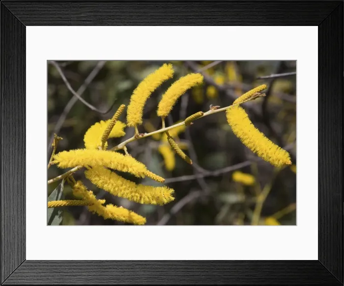 Framed Print : Candelabra / Soap / Cole's Wattle On the Mitchell Plateau near the King Edward River, Western Australia Framed Print : Candelabra / Soap / Cole's Wattle On the Mitchell Plateau near the King Edward River, Western Australia
