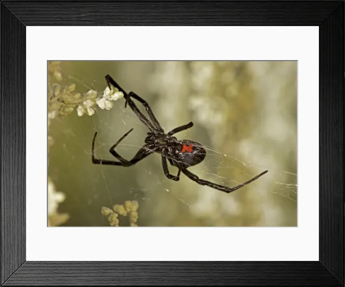 Framed Print : Black Widow Spider - Female in web - Arizona - USA Framed Print : Black Widow Spider - Female in web - Arizona - USA
