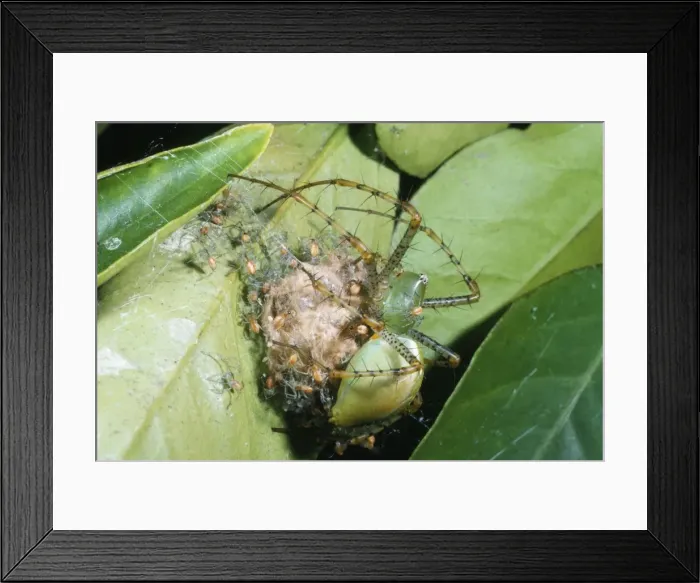 Framed Print : Lynx Spider - protecting spiderlings Framed Print : Lynx Spider - protecting spiderlings