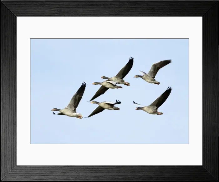 Framed Print : Greylag Geese - flock in flight - Island of Texel - Holland Framed Print : Greylag Geese - flock in flight - Island of Texel - Holland
