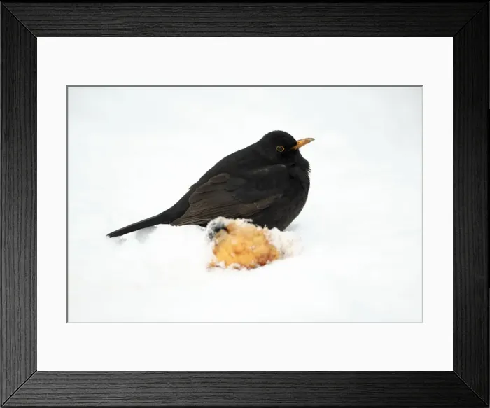 Framed Print : Blackbird - male beside apple in snow covered garden - Hessen - Germany Framed Print : Blackbird - male beside apple in snow covered garden - Hessen - Germany