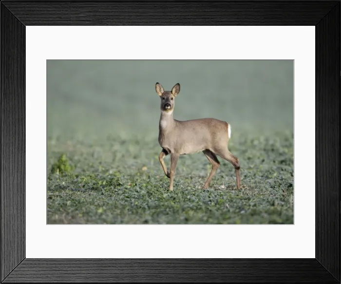 Framed Print : European Roe Deer - doe in oil-seed rape crop - Lower Saxony - Germany Framed Print : European Roe Deer - doe in oil-seed rape crop - Lower Saxony - Germany