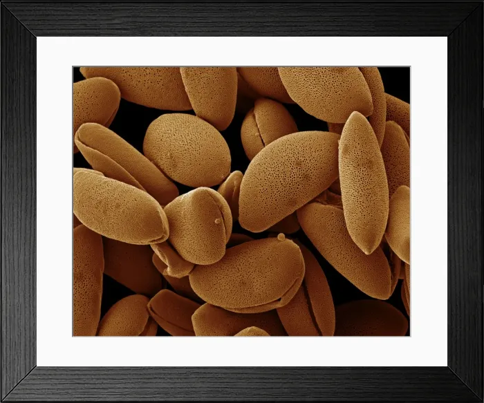 Framed Print : Scanning Electron Micrograph (SEM): Lily pollen; Magnification x 850 (A4 size: 29. 7 cm width) Framed Print : Scanning Electron Micrograph (SEM): Lily pollen; Magnification x 850 (A4 size: 29. 7 cm width)