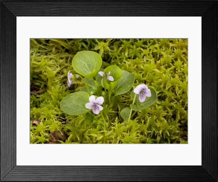Framed Print : Marsh violet or bog violet (Viola palustris)amongst bog moss (Sphagnum). Rare in UK in bogs Framed Print : Marsh violet or bog violet (Viola palustris)amongst bog moss (Sphagnum). Rare in UK in bogs