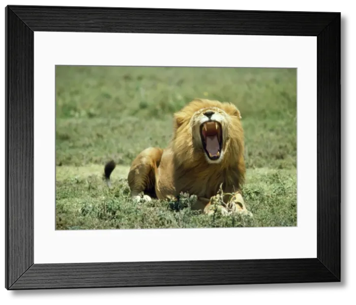 Framed Print : Lion - roaring - Tanzania - Africa Framed Print : Lion - roaring - Tanzania - Africa