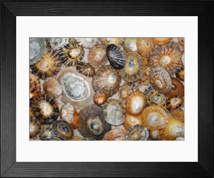 Framed Print : Common Limpet Shells - on coast at Bamburgh, Northumberland, England Framed Print : Common Limpet Shells - on coast at Bamburgh, Northumberland, England