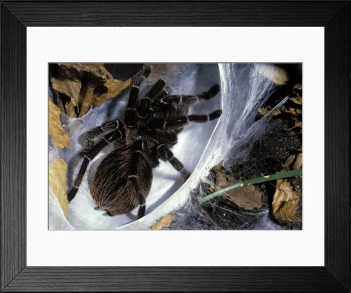 Framed Print : Brazilian Salmon Pink Tarantula- preparing its nest Framed Print : Brazilian Salmon Pink Tarantula- preparing its nest