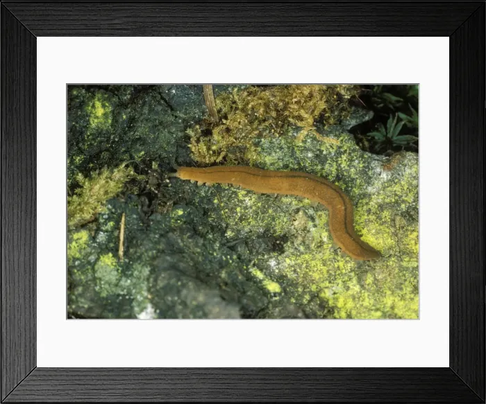 Framed Print : Peripatus  /  Onycophoran