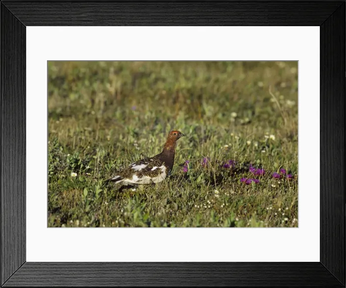 Framed Print : Willow Ptarmigan - male on tundra - Arctic National Wildlife Refuge - Alaska - Summer Bg378 Framed Print : Willow Ptarmigan - male on tundra - Arctic National Wildlife Refuge - Alaska - Summer Bg378