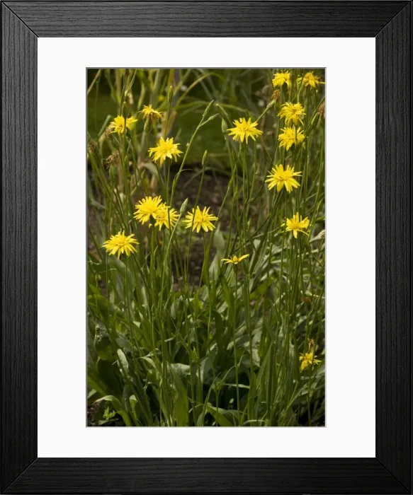 Framed Print : Salsify or Black Salsify (Scorzonera hispanica). Common vegetable in Europe Framed Print : Salsify or Black Salsify (Scorzonera hispanica). Common vegetable in Europe