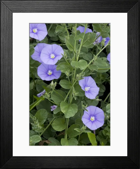 Framed Print : A blue bindweed from S. Europe and N. Africa; Convolvulus sabatius. Italy Framed Print : A blue bindweed from S. Europe and N. Africa; Convolvulus sabatius. Italy