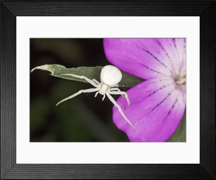 Framed Print : Crab Spider (Misumena vatia ) white form, on Corncockle, Dorset