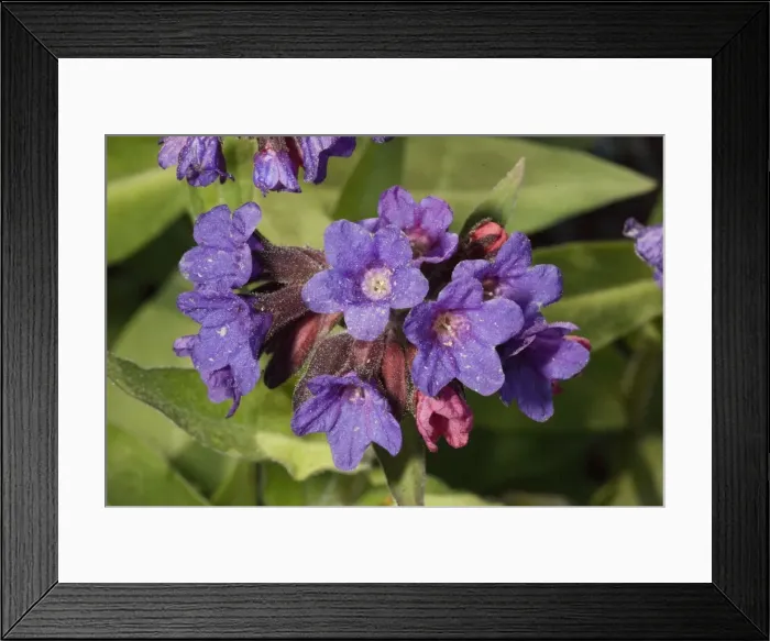 Framed Print : A lungwort (Pulmonaria molissima), from Asia Framed Print : A lungwort (Pulmonaria molissima), from Asia
