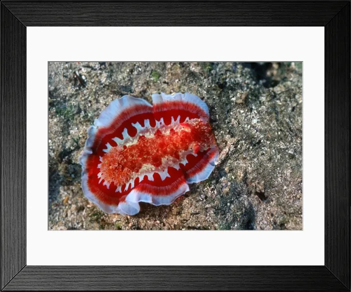 Framed Print : Sea Slug Nudibranch mollusc on coral reef Mombasa Kenya Framed Print : Sea Slug Nudibranch mollusc on coral reef Mombasa Kenya