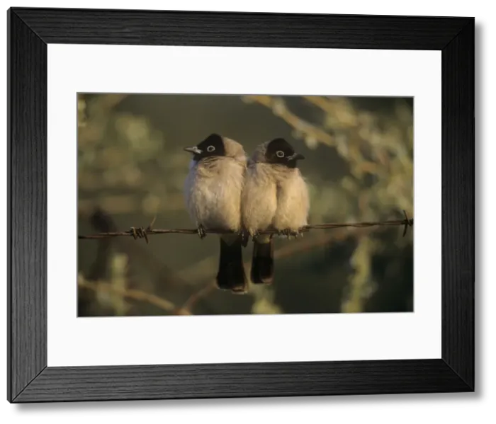 Framed Print : White-spectacled Bulbul - perched on barbed wire Framed Print : White-spectacled Bulbul - perched on barbed wire