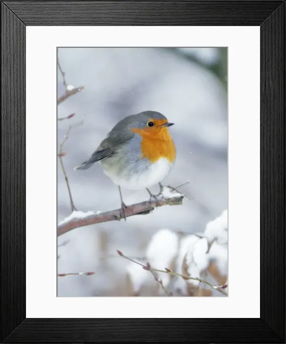 Framed Print : Robin - perched on branch in snow - Lower Saxony - Germany Framed Print : Robin - perched on branch in snow - Lower Saxony - Germany