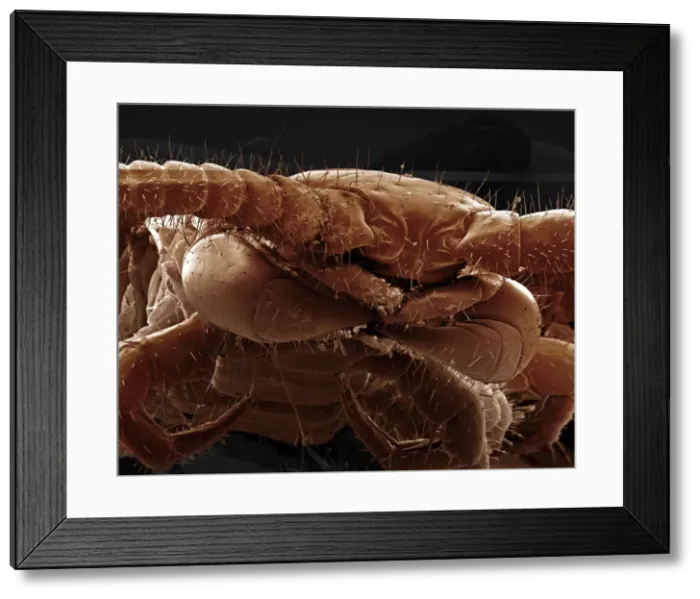 Framed Print : Scanning Electron Micrograph (SEM): Common Centipede - Magnification x 50 (A4 size: 29. 7 cm width) Framed Print : Scanning Electron Micrograph (SEM): Common Centipede - Magnification x 50 (A4 size: 29. 7 cm width)