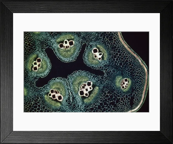 Framed Print : Light Micrograph (LM): A transverse section of a stem of a Marrow (Cucurbita sp. ); Magnification x12 (on 10. 5 cm width print) Framed Print : Light Micrograph (LM): A transverse section of a stem of a Marrow (Cucurbita sp. ); Magnification x12 (on 10. 5 cm width print)
