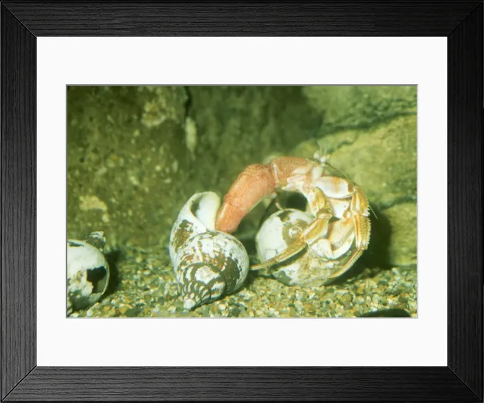 Framed Print : Hermit Crab PM 5388 Changing Shell Euparurus bennhardus © P. Morris / ARDEA LONDON Framed Print : Hermit Crab PM 5388 Changing Shell Euparurus bennhardus © P. Morris / ARDEA LONDON