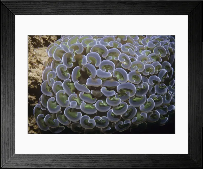 Framed Print : Stony Coral - Also known as: bouquet corals, frogspawn corals, grape corals, vase corals and zigzag corals. Papua New Guinea Framed Print : Stony Coral - Also known as: bouquet corals, frogspawn corals, grape corals, vase corals and zigzag corals. Papua New Guinea
