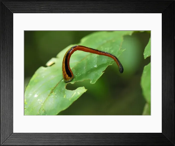 Framed Print : Tiger Leech - Danum Valley Conservation Area - Sabah - Borneo - Malaysia Framed Print : Tiger Leech - Danum Valley Conservation Area - Sabah - Borneo - Malaysia