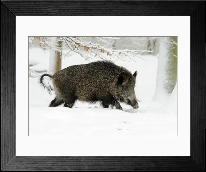 Framed Print : Wild Pig - sow in snow covered forest - Hessen - Germany Framed Print : Wild Pig - sow in snow covered forest - Hessen - Germany