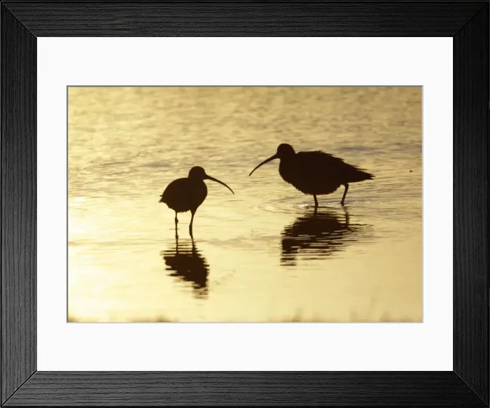 Framed Print : Curlew - two resting in lake at sunset - Island of Texel - Holland Framed Print : Curlew - two resting in lake at sunset - Island of Texel - Holland