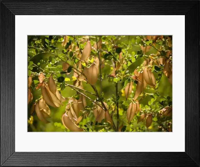 Framed Print : Bladder-senna (Colutea arborescens), flowers and fruit. S. Europe Framed Print : Bladder-senna (Colutea arborescens), flowers and fruit. S. Europe