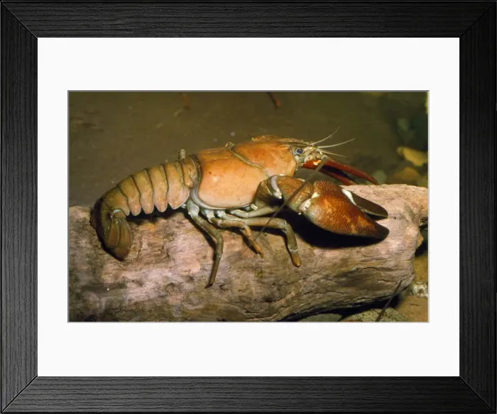 Framed Print : Freshwater Crayfish Framed Print : Freshwater Crayfish