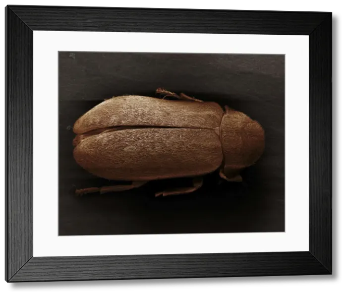 Framed Print : Scanning Electron Micrograph (SEM): Death Watch Beetle - Magnification x 40 (if print A4 size: 29. 7 cm wide) Framed Print : Scanning Electron Micrograph (SEM): Death Watch Beetle - Magnification x 40 (if print A4 size: 29. 7 cm wide)