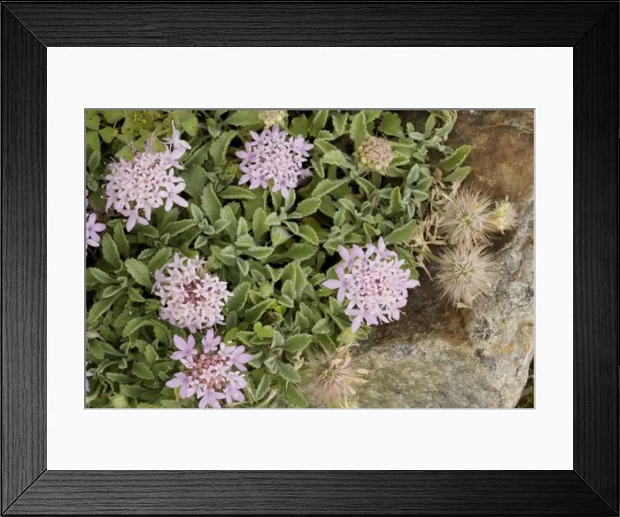 Framed Print : A prostrate scabious (Pterocephalus perennis), from Greece
