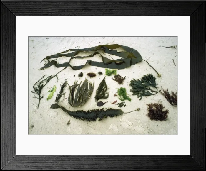 Framed Print : 17 species of Seaweed - Jersey coasy Framed Print : 17 species of Seaweed - Jersey coasy