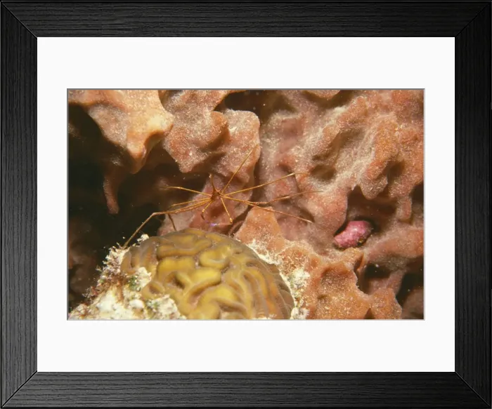 Framed Print : Arrow / Long-nosed Coral Crab Caribbean Framed Print : Arrow / Long-nosed Coral Crab Caribbean