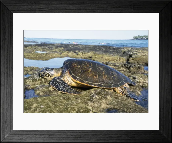 Framed Print : Green Sea Turtle - resting - sunning itself - Hawaii Framed Print : Green Sea Turtle - resting - sunning itself - Hawaii