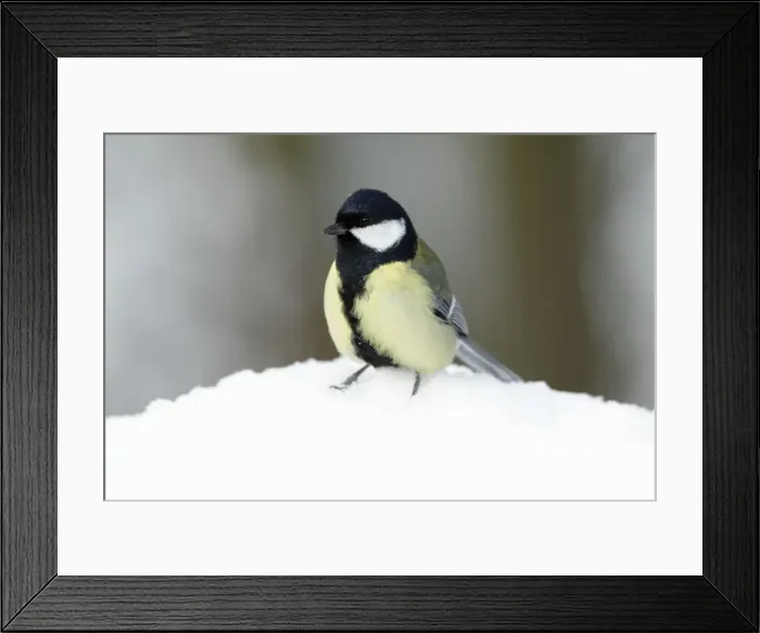 Framed Print : Great Tit - in winter snow - Lower Saxony - Germany