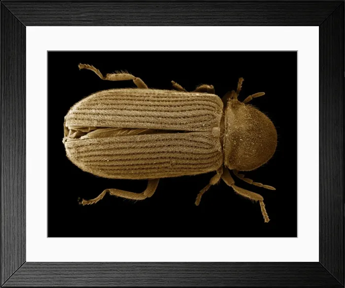 Framed Print : Scanning Electron Micrograph (SEM): Powder Post Beetle - Magnification x 30 (if print A4 size: 29. 7 cm wide) Framed Print : Scanning Electron Micrograph (SEM): Powder Post Beetle - Magnification x 30 (if print A4 size: 29. 7 cm wide)