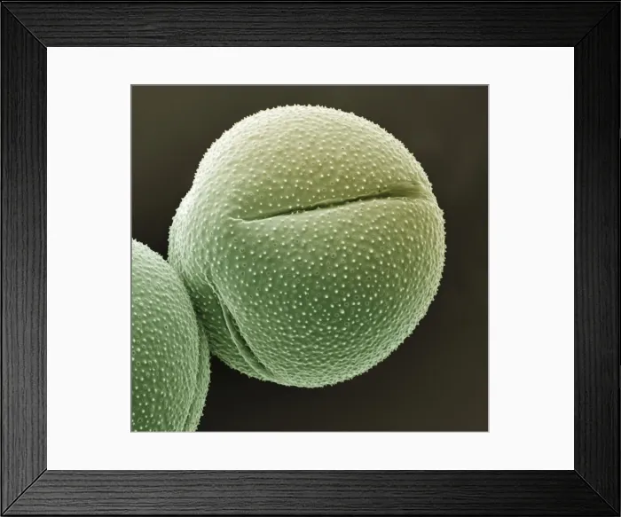 Framed Print : Scanning Electron Micrograph (SEM): Cactus pollen; Magnification x 3, 500 (A4 size: 29. 7 cm width) Framed Print : Scanning Electron Micrograph (SEM): Cactus pollen; Magnification x 3, 500 (A4 size: 29. 7 cm width)
