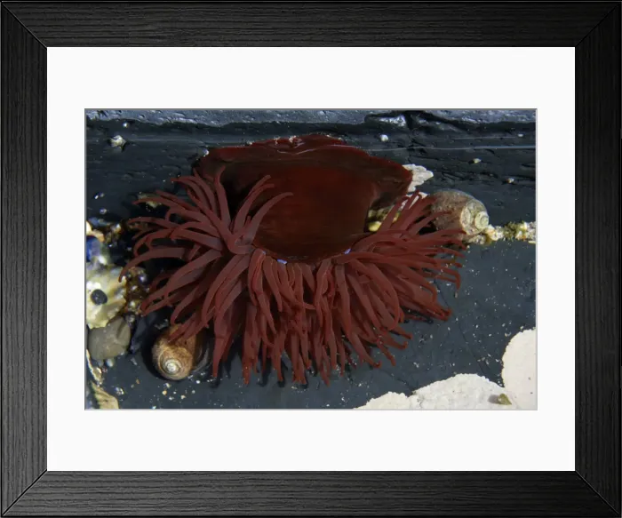 Framed Print : Beadlet Anemone-in rock pool on sea shore, Northumberland UK Framed Print : Beadlet Anemone-in rock pool on sea shore, Northumberland UK