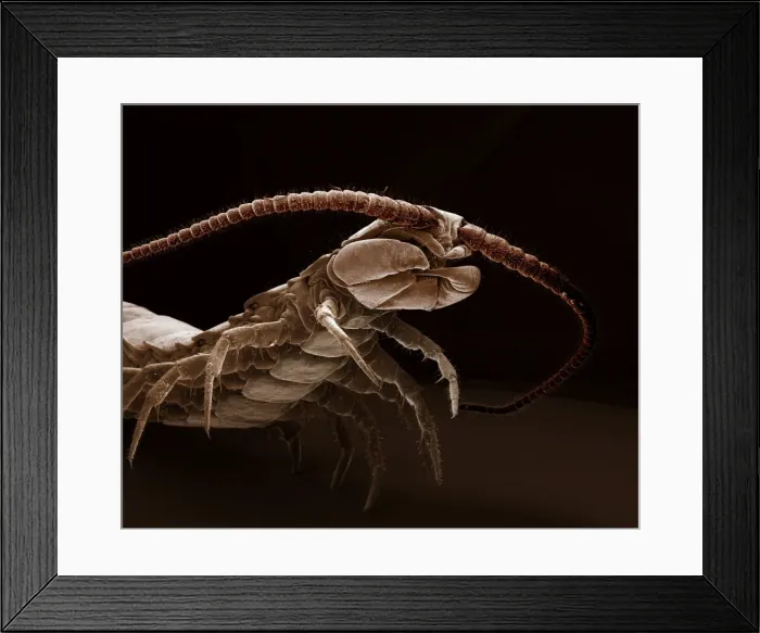 Framed Print : Scanning Electron Micrograph (SEM): Common Centipede - Magnification x 30 (if print A4 size: 29. 7 cm wide) Framed Print : Scanning Electron Micrograph (SEM): Common Centipede - Magnification x 30 (if print A4 size: 29. 7 cm wide)