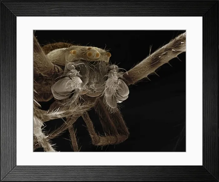 Framed Print : Scanning Electron Micrograph (SEM): Garden Spider - male - Magnification x35 (if print A4 size: 29. 7 cm wide) Framed Print : Scanning Electron Micrograph (SEM): Garden Spider - male - Magnification x35 (if print A4 size: 29. 7 cm wide)