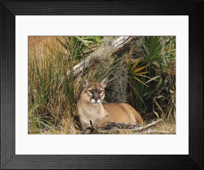 Framed Print : Florida Cougar  /  Mountain Lion  /  Puma. Florida - USA. endangered species. Also known as the Florida Panther MR1227