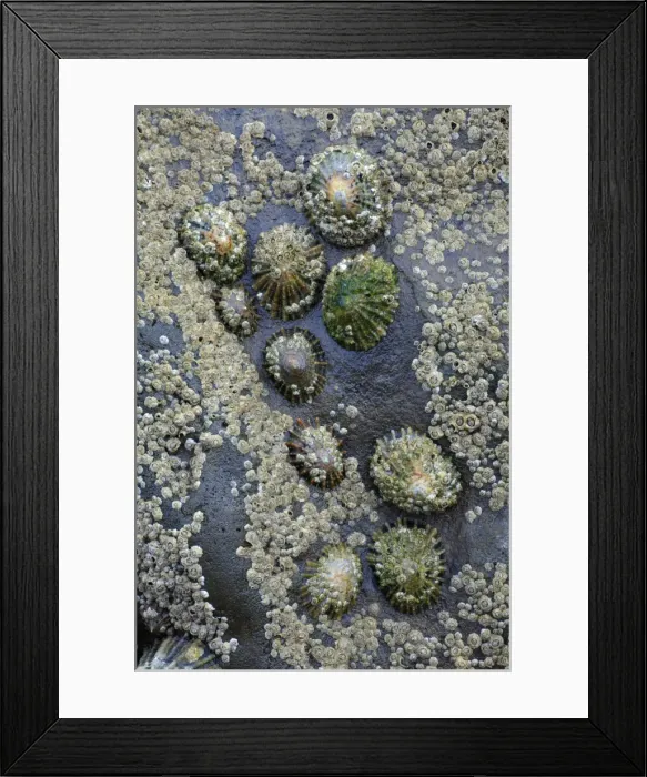 Framed Print : Common Limpets and Common Rock Barnacles (Balanus balanoides) - on seashore rock, Northumberland, England Framed Print : Common Limpets and Common Rock Barnacles (Balanus balanoides) - on seashore rock, Northumberland, England